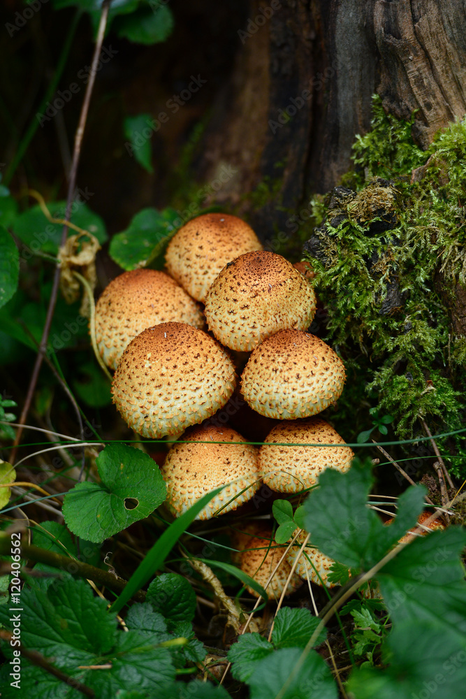 Forest mushroom in natural habitat Forest mushroom in natural habitat