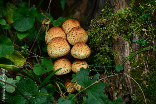 Forest mushroom in natural habitat