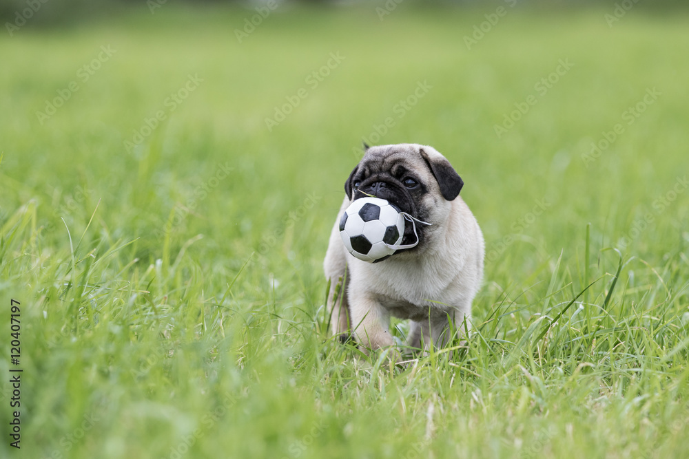 Mopswelpe mit kleinem Fussball