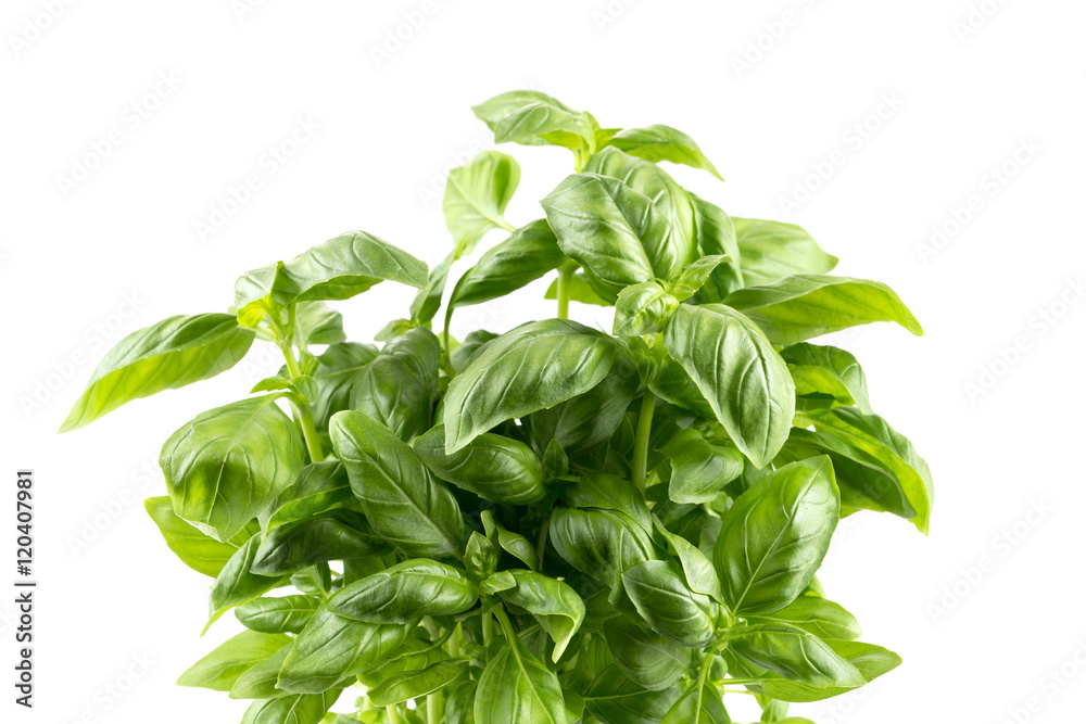 Fresh green leaf basil