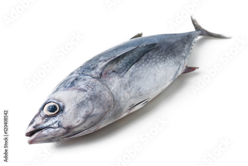 longtail tuna