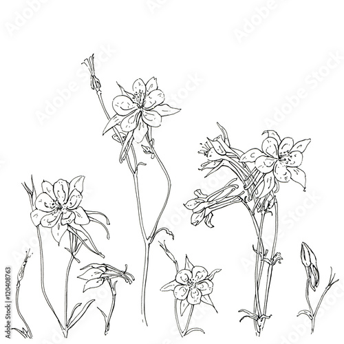 Valokuvatapetti hand drawn graphic flower Aquilegia columbine on white backgroun