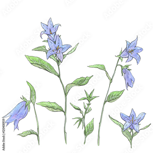 Foto hand drawn set of watercolor flowers Campanula bellflower on whi