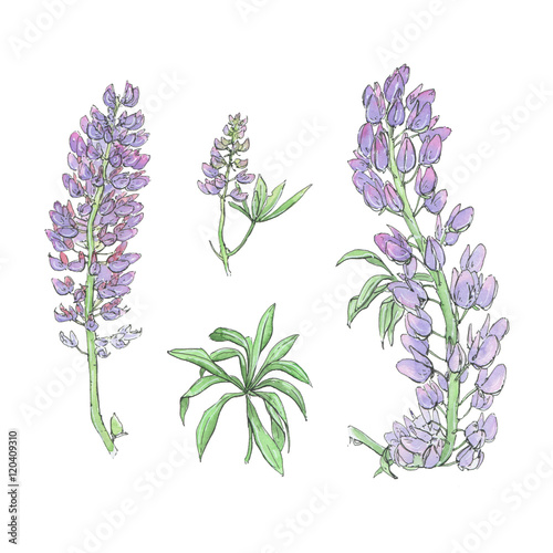 hand drawn set of watercolor flowers Lupinus lupin lupine on white background