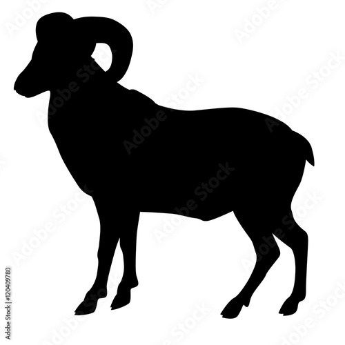 Wild  ram  black silhouette vector illustration
