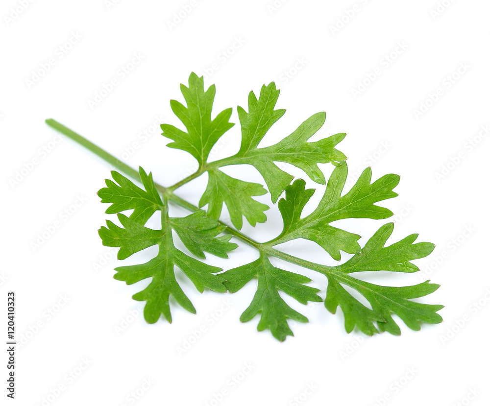 Fototapeta premium parsley isolated on white