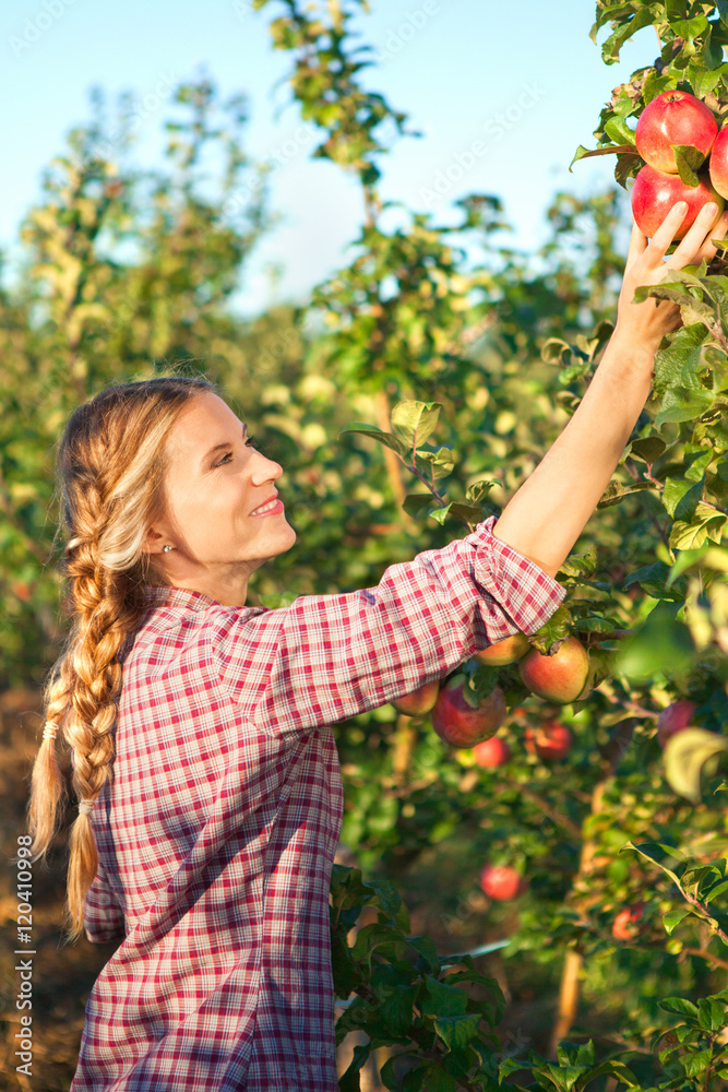 Young woman picking apples from apple tree on a lovely sunny sum Young woman picking apples from apple tree on a lovely sunny sum