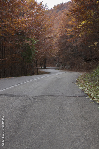 Road among trees during fall
