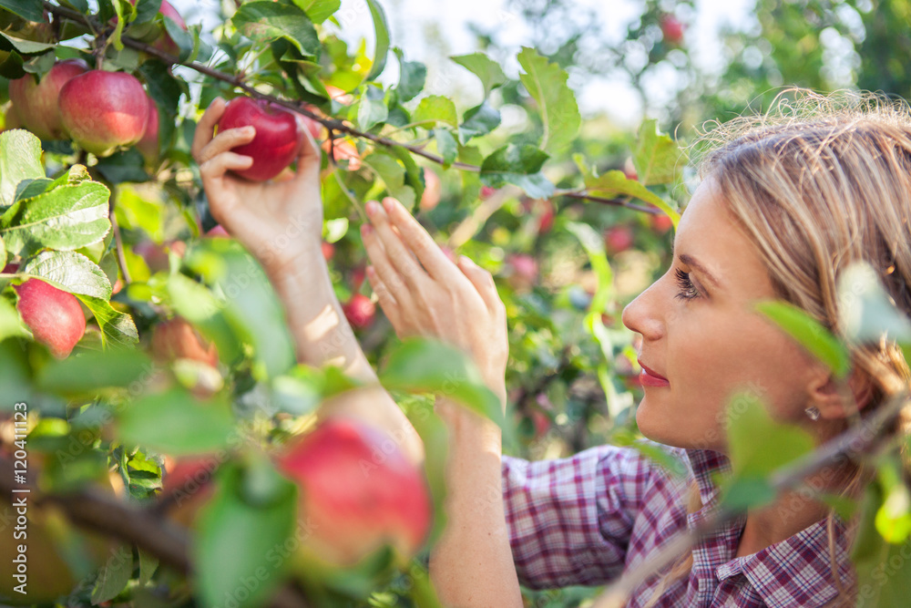 Beautiful young woman picking ripe organic apples Beautiful young woman picking ripe organic apples