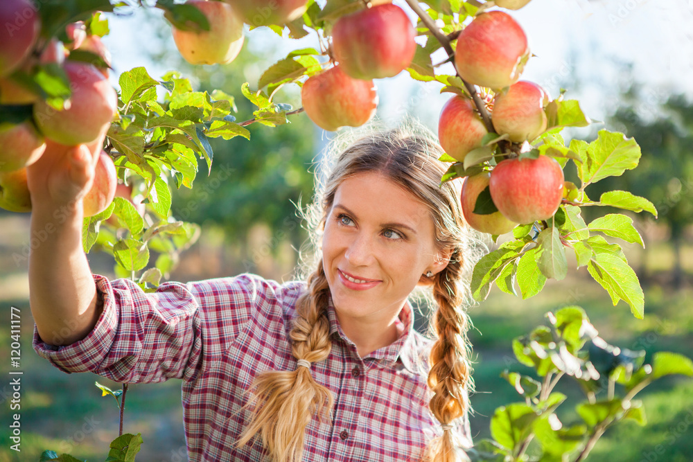 Young woman picking apples from apple tree on a lovely sunny sum