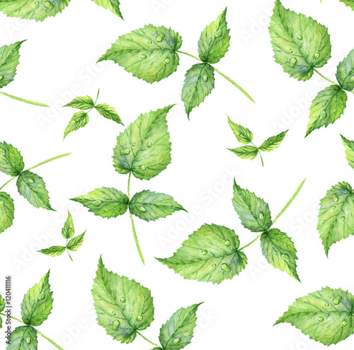 Seamless pattern. Hand drawn watercolor realistic illustration. Green raspberry leaf. Isolated on white background. Summer, light, airy pattern. Juicy, fresh, eco-friendly.