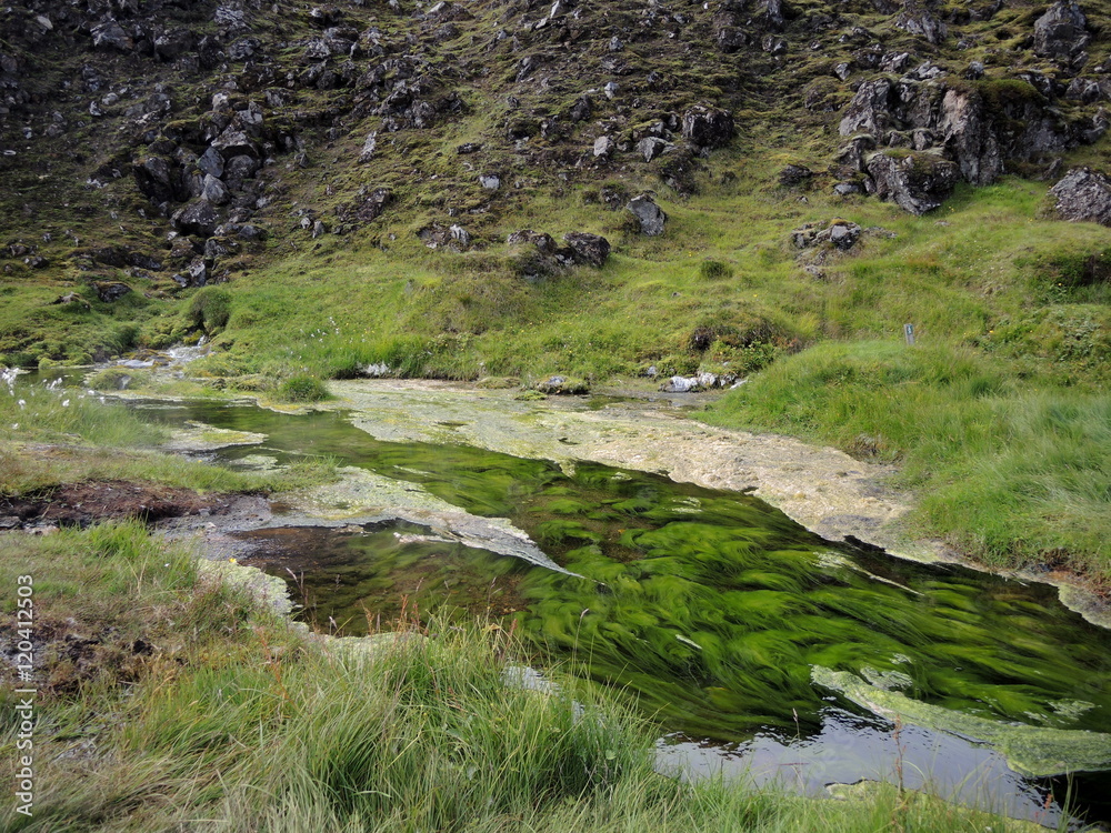 Algues vertes d'Islande 2 Algues vertes d'Islande 2