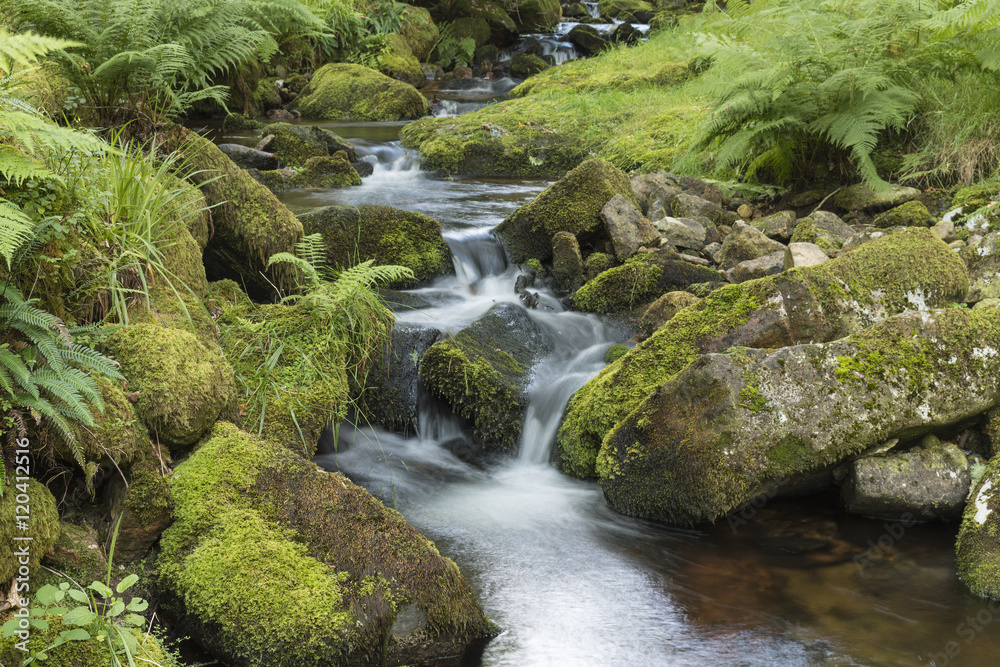 Dartmoor Stream