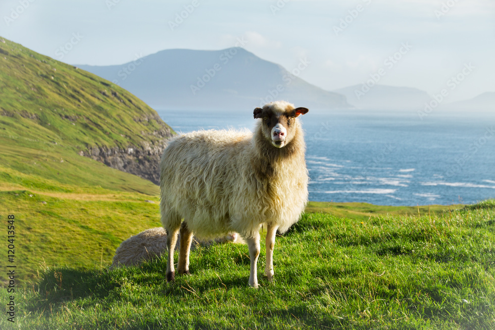 Fototapeta premium Wildlife in the Faroe Islands 