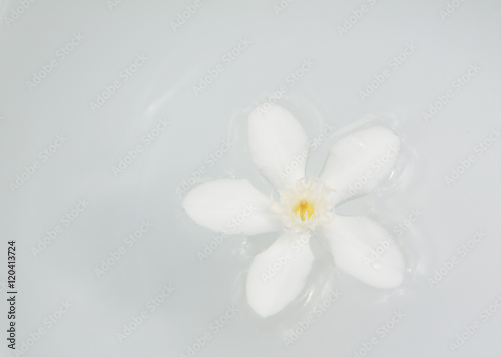 The PUD Pitchaya flowers on the water in bowl The PUD Pitchaya flowers on the water in bowl