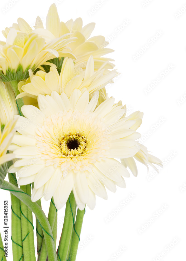 Beige gerbera flowers close up isolated on white background Beige gerbera flowers close up isolated on white background