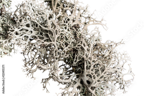 Grey lichen on a branch. Lichen on a branch isolated on white background.