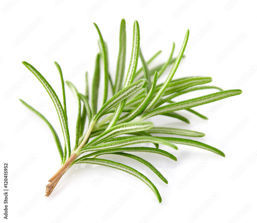 Fototapeta premium Rosemary spice