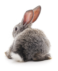 Grey rabbit.