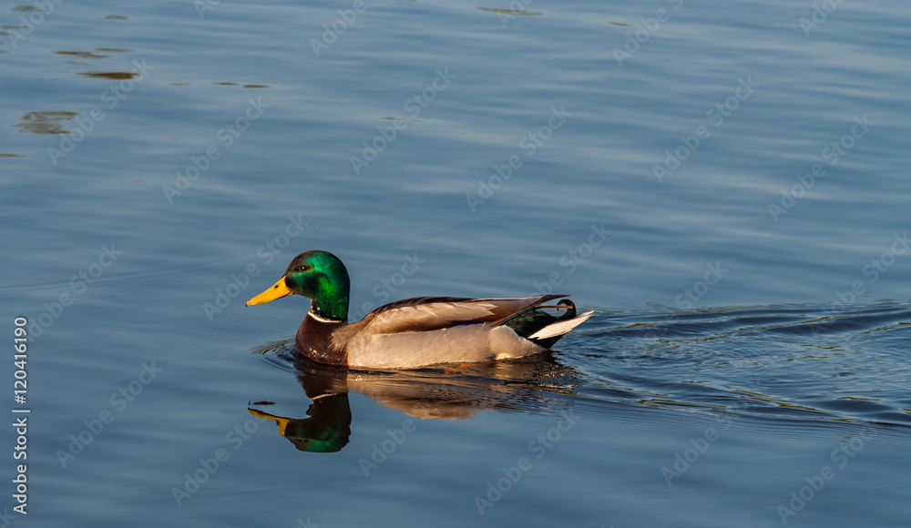 Obraz premium Floating on the lake duck