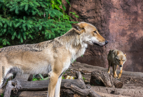 Wolf on guard