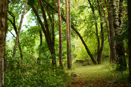 Forest in early autumn