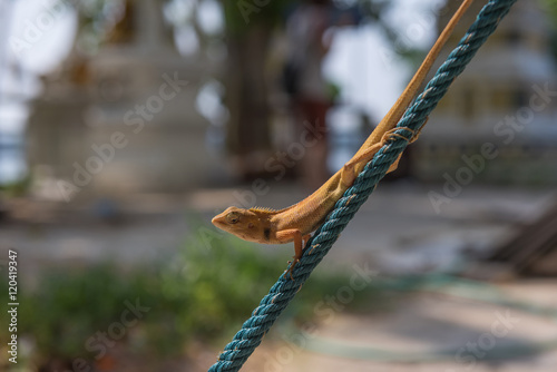 Orange lizard on the rope photo