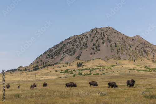 Bear Butte Scenic / A mountain like butte with buffalo. photo