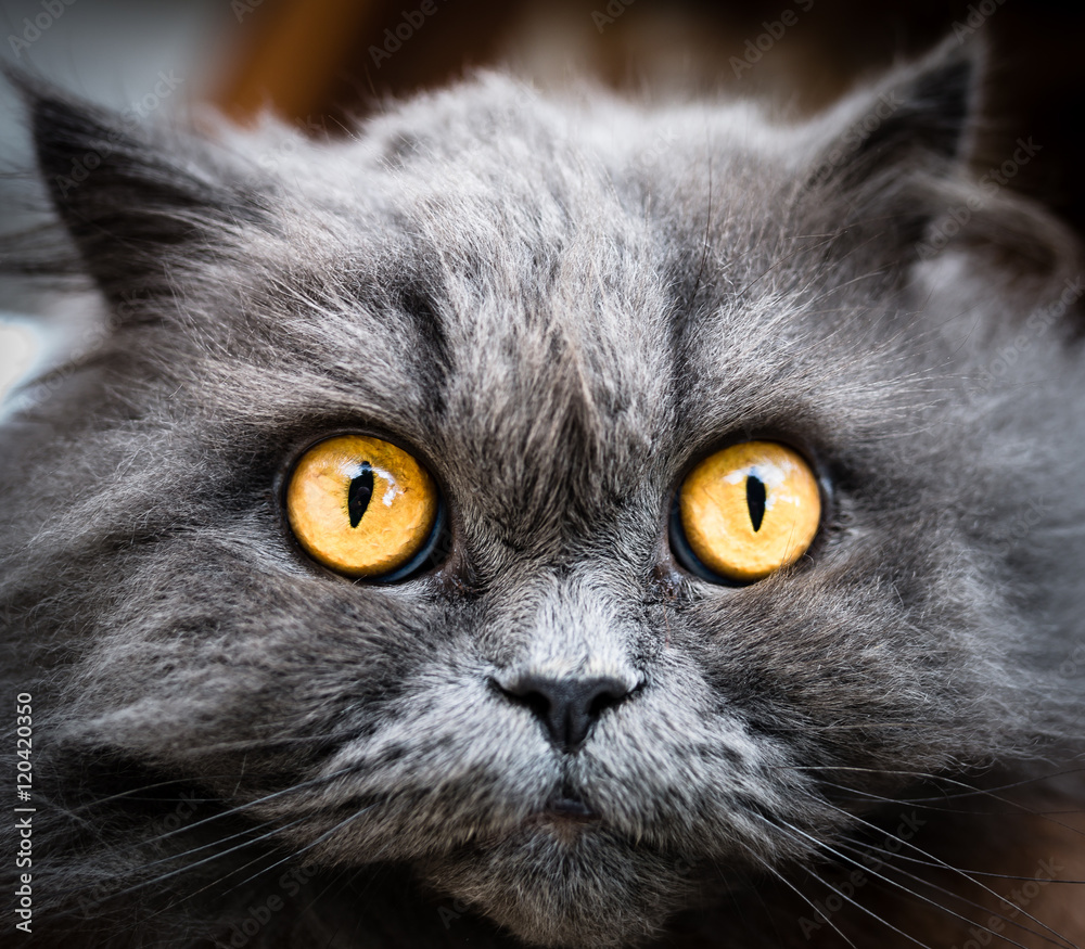 Foto Stock gatto grigio, occhi gialli | Adobe Stock