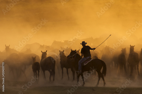 Western cowboys riding horses, roping wild horses.. photo