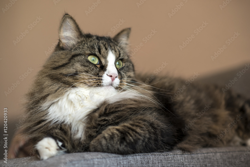 Maine Coon is resting on the couch. cat lying on the couch. Cat relaxing on the couch