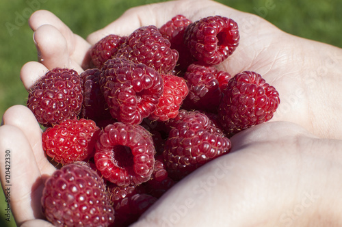 raspberry gathered in the palms