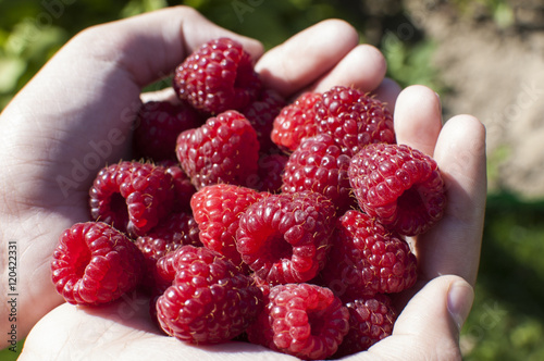 raspberry gathered in the palms