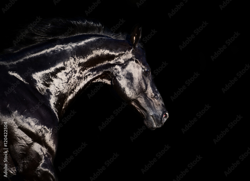 portrait of running black stallion at black backround portrait of running black stallion at black backround