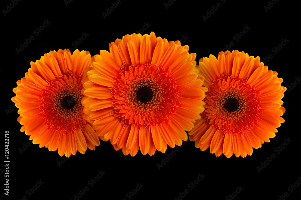 Orange gerbera with stem isolated on black background