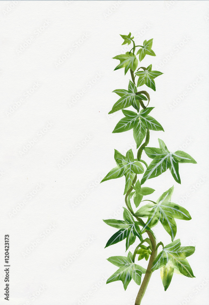Fototapeta premium Ivy twig isolated on white original watercolor painting