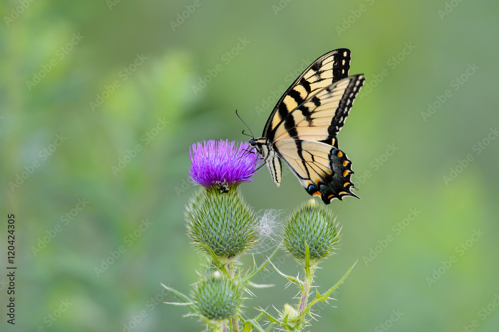 Tiger Swallowtail on Purple Thistle Flower Tiger Swallowtail on Purple Thistle Flower