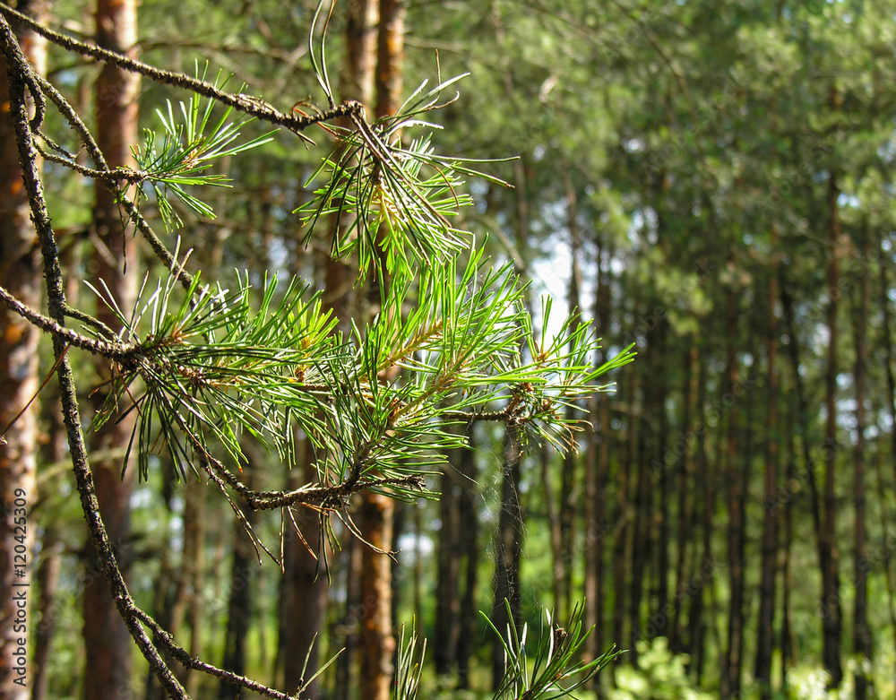 Obraz premium Паук свил паутину на сосновой ветке в лесу