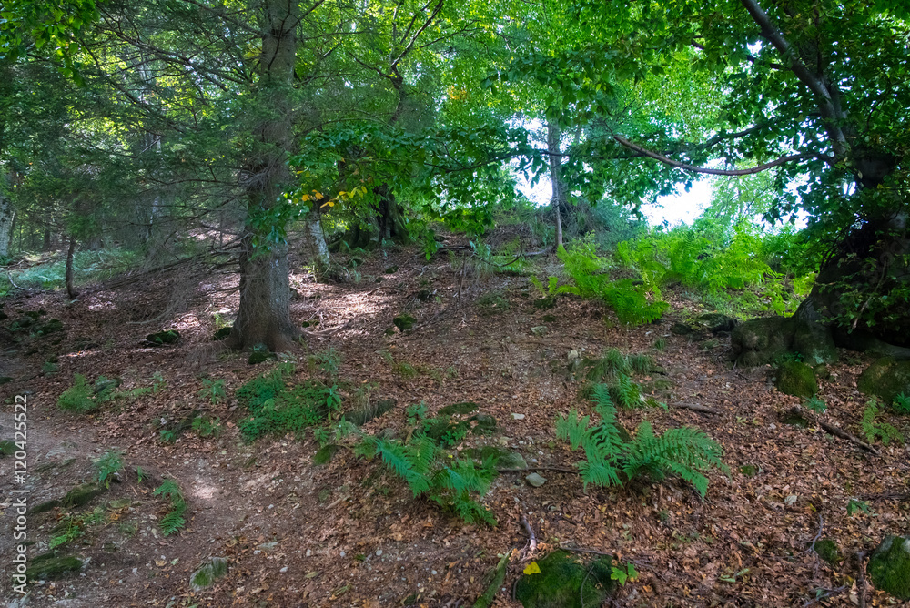 Wild woods landscape