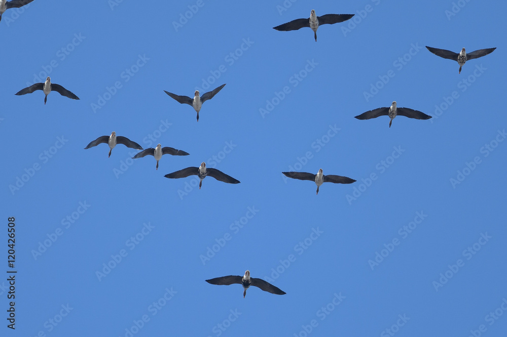 Fototapeta premium Ten Canada Geese Overhead