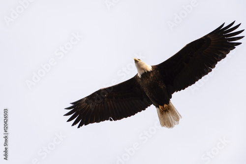 One Bald Eagle Overhead on Gray Sky