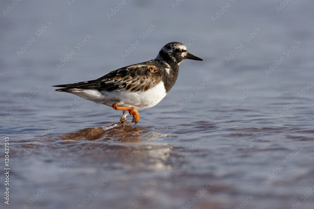 Ruddy Turnstone, Turnstone , Arenaria interpres Ruddy Turnstone, Turnstone , Arenaria interpres