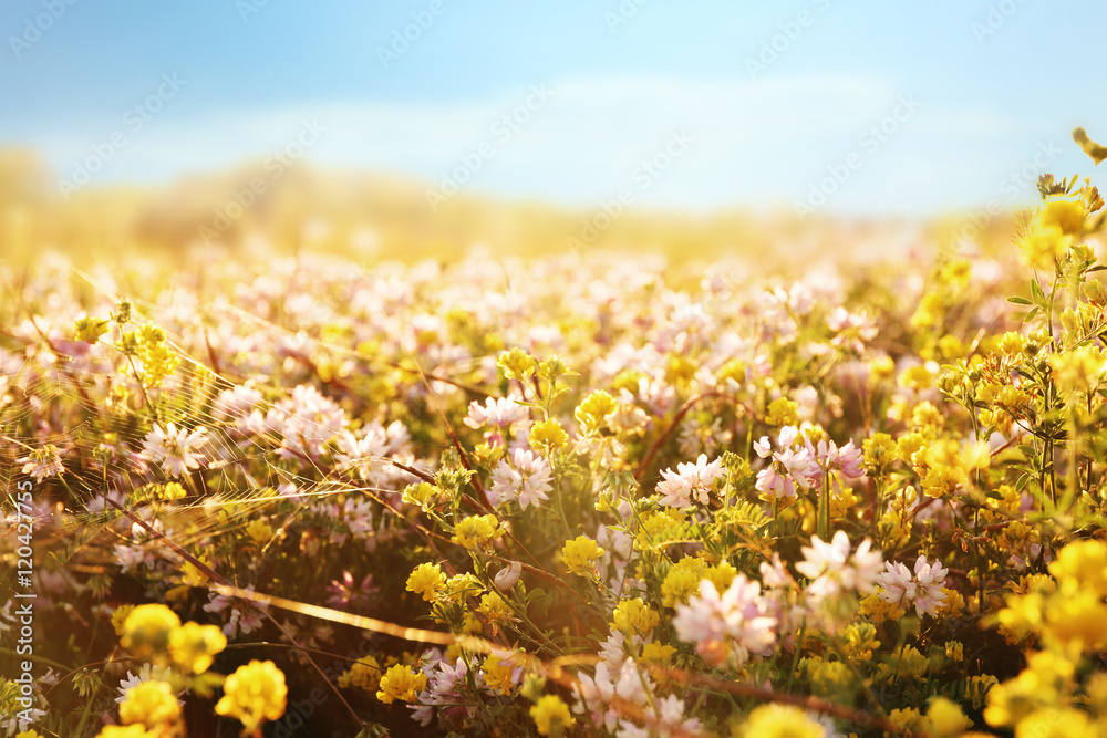 Obraz premium Wildflowers on field