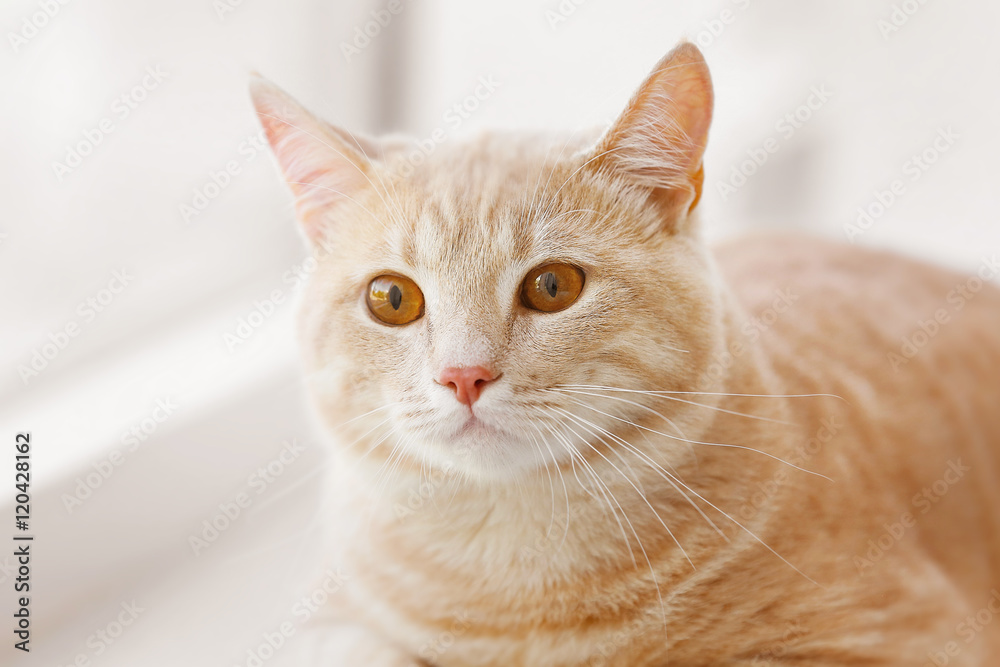 Fototapeta premium Śliczny kot na parapecie