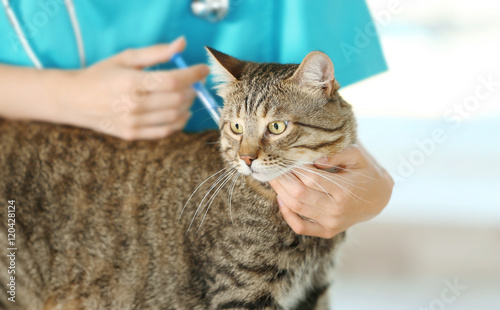 Fototapeta Naklejka Na Ścianę i Meble -  Veterinarian doctor vaccinating cat at a vet clinic