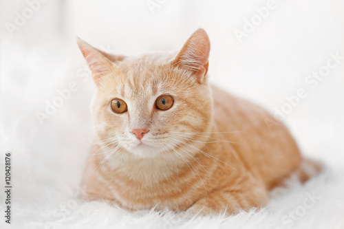 Cute cat on fluffy carpet