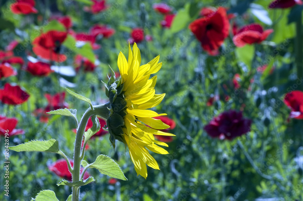 Obraz premium Common sunflower