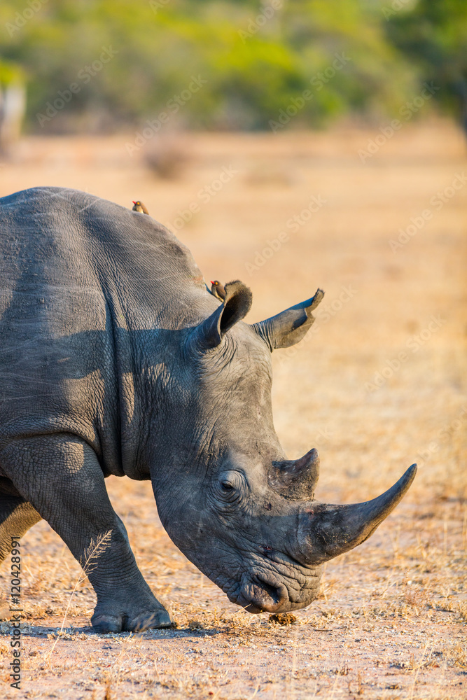 Obraz premium White rhino in safari park