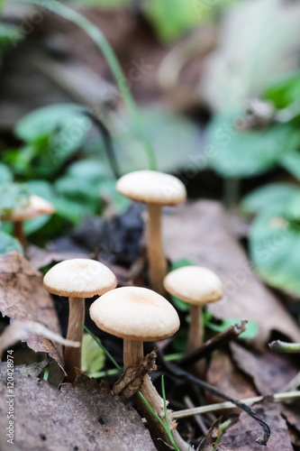 Mushrooms growing among grass and leaves in the forest.
