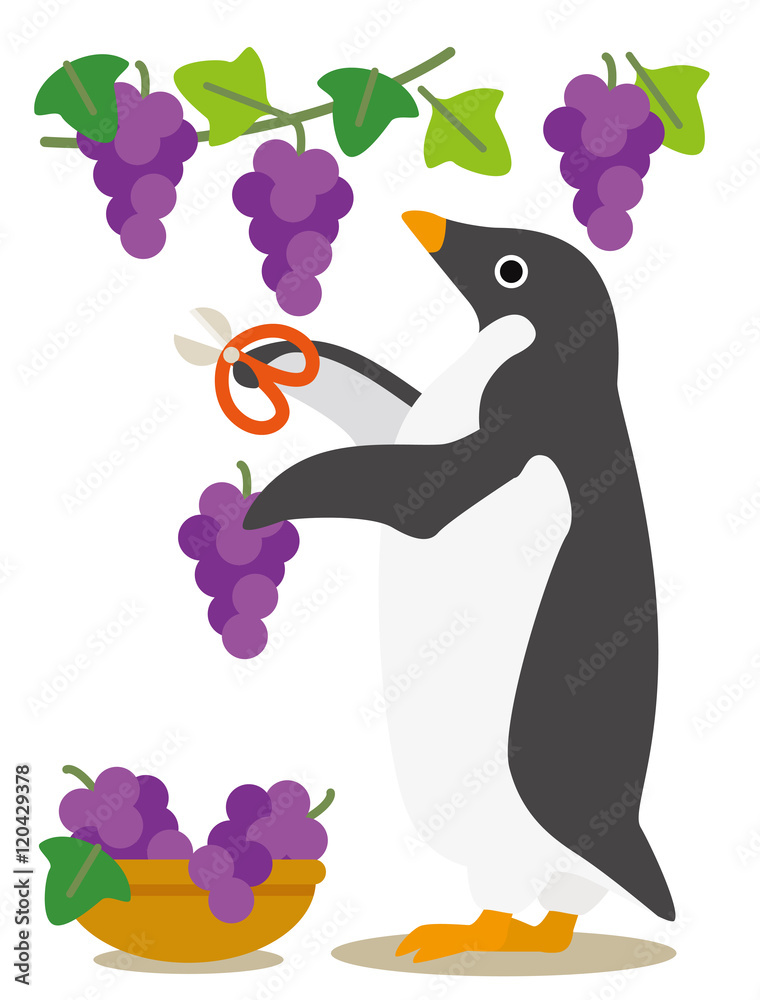 Fototapeta premium アデリーペンギンな日々 秋の収穫ぶどう狩り